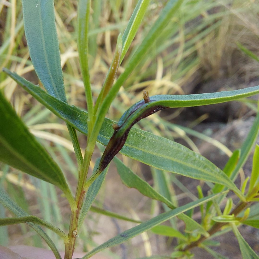 insecto_planta's tweet photo. Comenzamos a presentar a los miembros de nuestro grupo! Hoy es el turno del Dr. en Cs Biológicas Nicolás Kuzmanich 
"Me interesa conocer cómo es el íntimo contacto que tienen algunos insectos con sus plantas hospedadoras, como es el caso de los insectos gallícolas".
Abro hilo https://t.co/dX2QumJhGQ