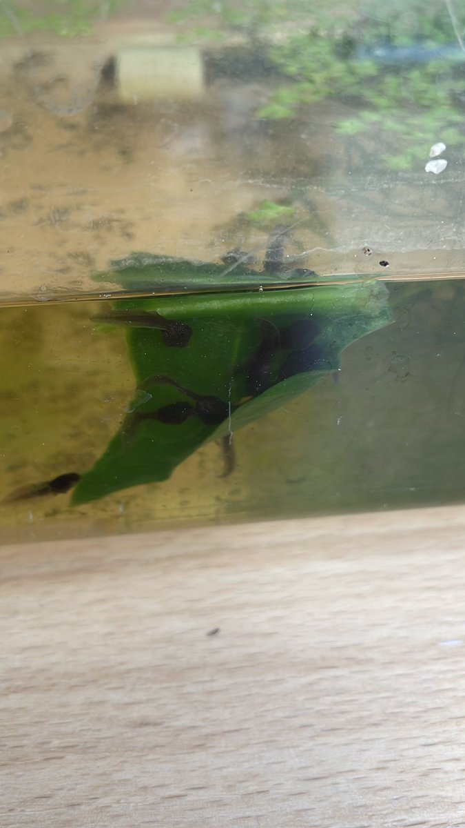 Tadpoles go crazy over spinach! (Boiled with kettle water and left to cool)