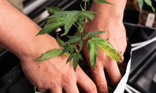 Hemp Generation Provides a Safe Space for the Cannabis-Curious

#hemp #cbd #cannabis #cannabiscommunity #cbdoil #hempnews weedworthy.com/the-news/press…
