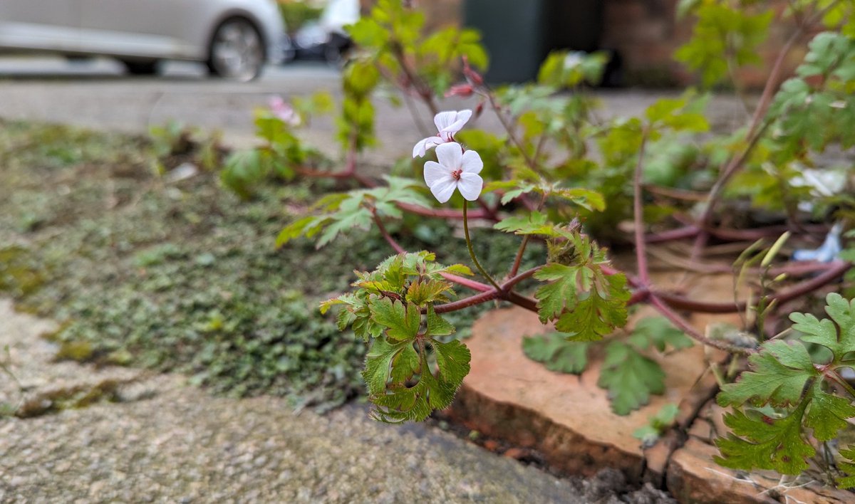 A rather pretty white form of Herb-robert (Geranium robertianum) spotted on the street today made for a nice change from the norm. #urbanflora