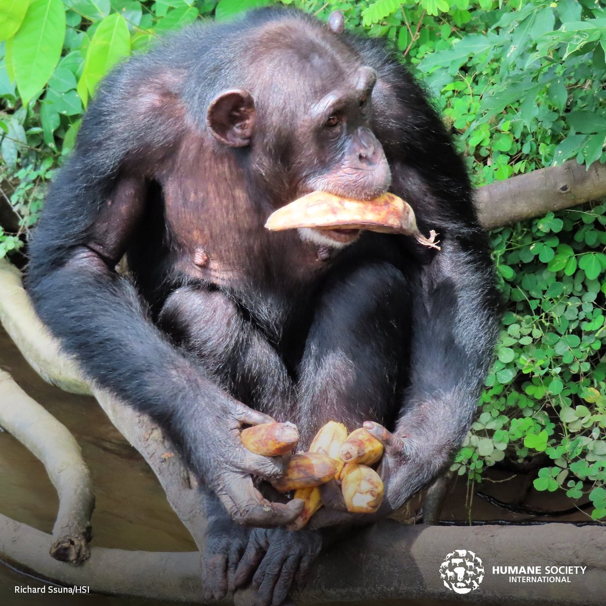 Happy #NationalBananaDay! 🍌 Mallak—who lives at Second Chance Chimpanzee Refuge Liberia, our sanctuary in Africa for chimpanzees used in biomedical research experiments—knows exactly how to celebrate!