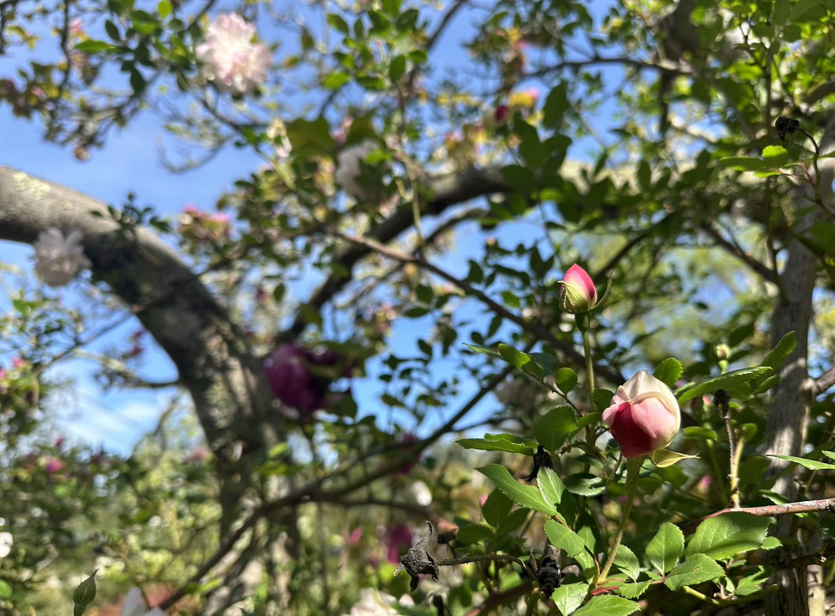 April really is the cruellest month if you work on a US academic calendar. Wildly busy time of year in the office & outside it’s beckoning you as shamelessly as this.