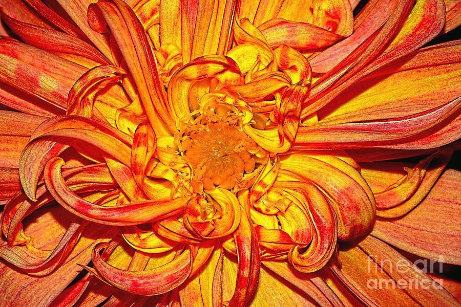 #Curly #Petals #Dahlia 2 By Kaye Menner #Photography  Wide variety #Prints & lovely #Products at:
 bit.ly/3W2YXD5
#Art #BuyIntoArt #AYearForArt #Artist #FineArtAmerica