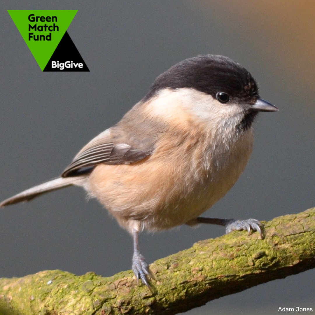 The Big Give's Green Match Fund opens tomorrow – and you can do something amazing for a small, endearing but endangered bird that calls our region home. From 18th-25th April, we have an exciting opportunity to double our impact for wildlife, with your help. (1/2)