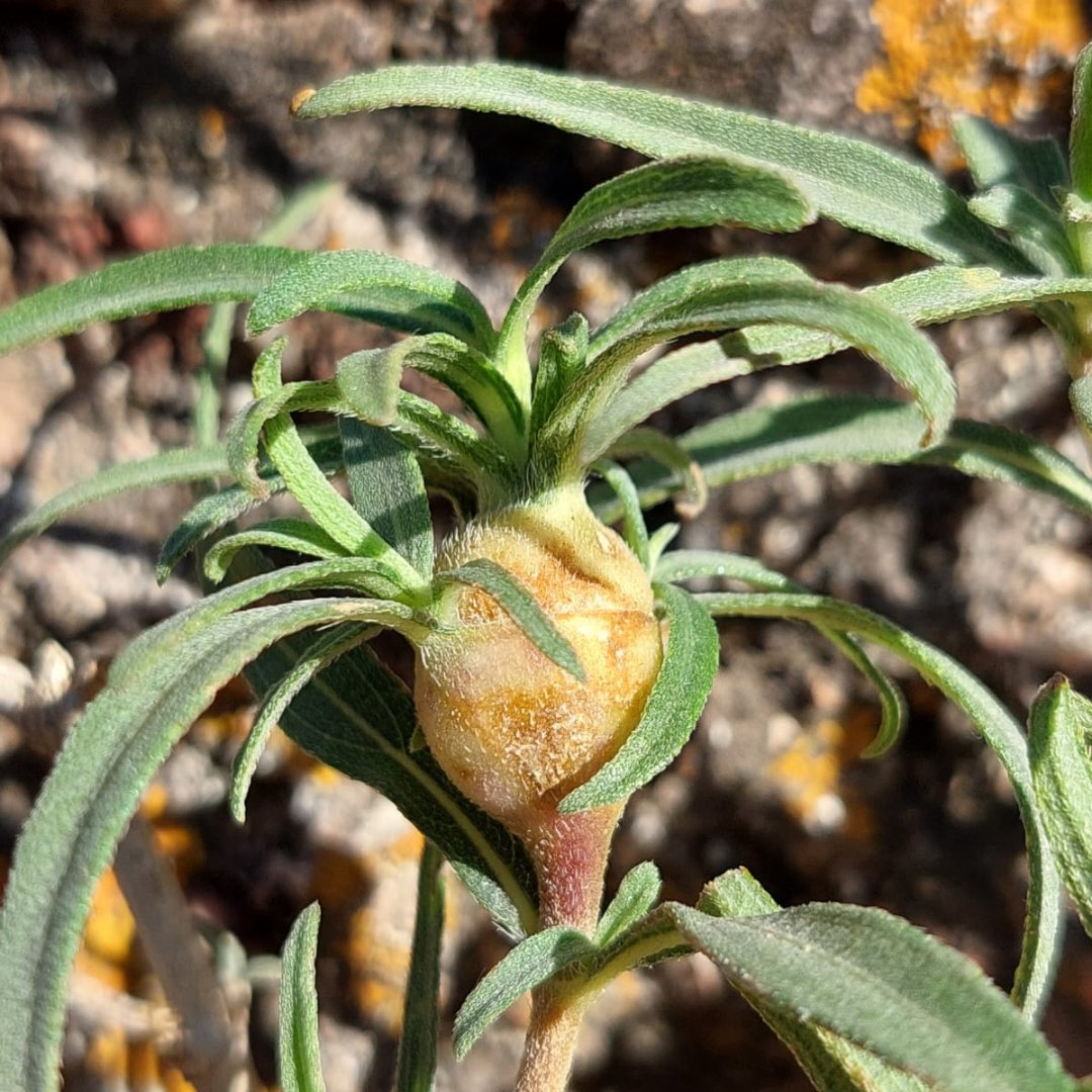 insecto_planta's tweet photo. Comenzamos a presentar a los miembros de nuestro grupo! Hoy es el turno del Dr. en Cs Biológicas Nicolás Kuzmanich 
"Me interesa conocer cómo es el íntimo contacto que tienen algunos insectos con sus plantas hospedadoras, como es el caso de los insectos gallícolas".
Abro hilo https://t.co/dX2QumJhGQ