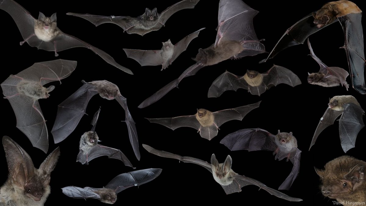 We are lucky enough to have 18 species of bat in the UK, 17 of which are known to be breeding here - that's almost a quarter of our mammal species!

What better day to buy a #LoveBats t-shirt than #BatAppreciationDay bats.teemill.com Every purchase generates a donation.