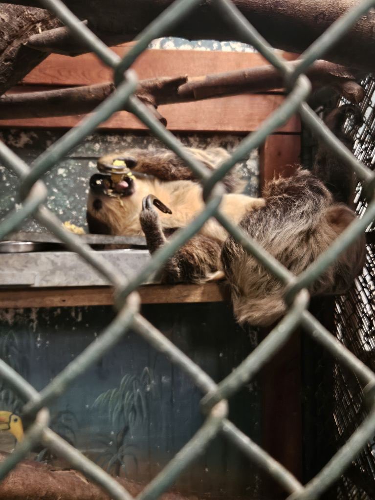 Kinder went to Animal Edventures Sanctuary today! It provides a safe haven for endangered & rescued animals. #SDG15 #LifeonLand #GlobalLeaders #PreserveHabitats  #RehabilitateWildlife #Biodiversity