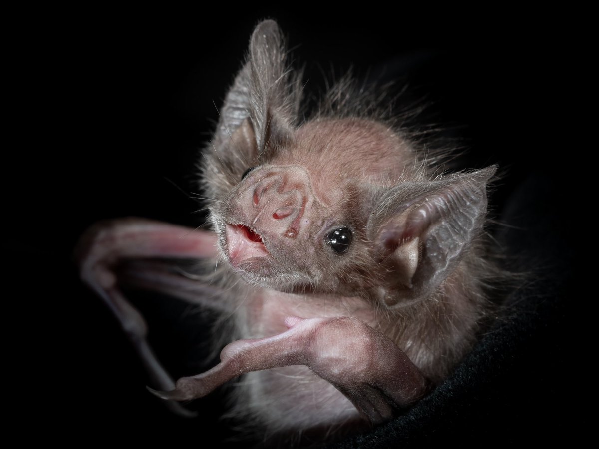 MammothCaveNP's tweet photo. Today is Bat Appreciation Day!
Let’s take time out of our busy schedules to admire these beautiful creatures. https://t.co/DigV3KzUIz
