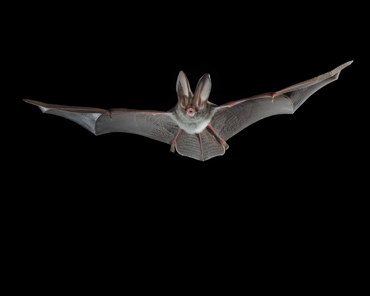 MammothCaveNP's tweet photo. Today is Bat Appreciation Day!
Let’s take time out of our busy schedules to admire these beautiful creatures. https://t.co/DigV3KzUIz