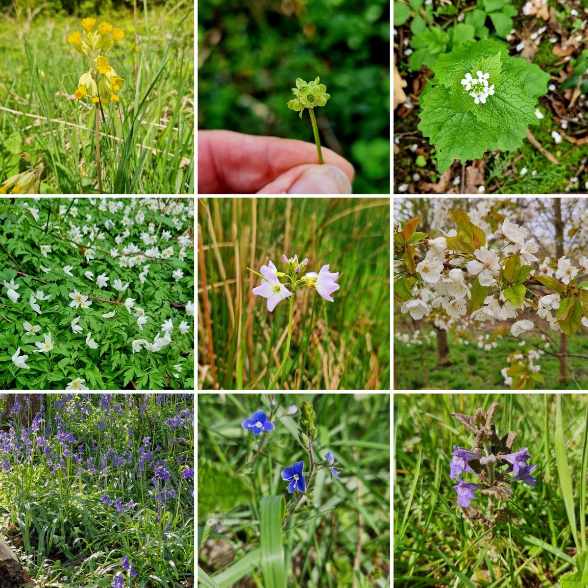 Recent survey work has seen me come across a plethora of floral varieties. Heres a few: cowslip, moschatel, garlic mustard, wood anemone, cuckooflower, cherry, bluebell, speedwell, and ground Ivy. @Gameandwildlife #survey #fieldwork #womeninnature