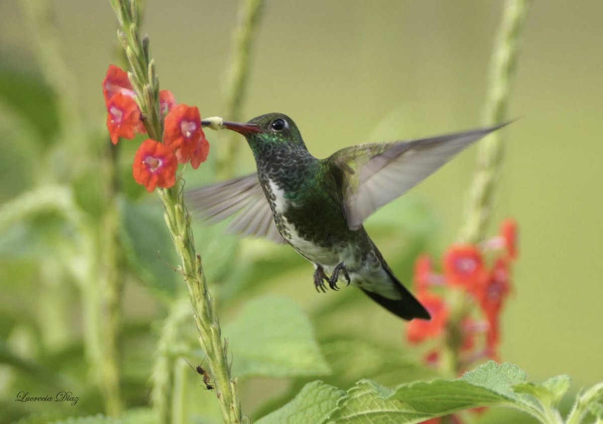 Aves de Carabobo tweet media