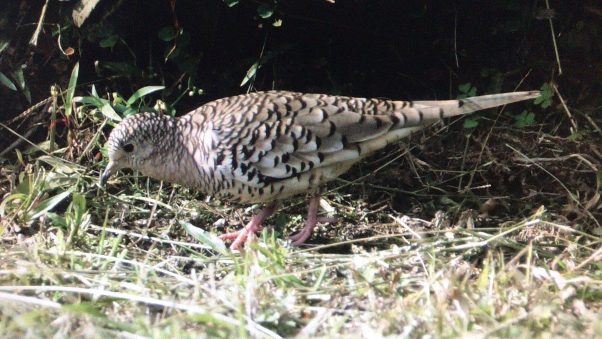Aves de Carabobo tweet media