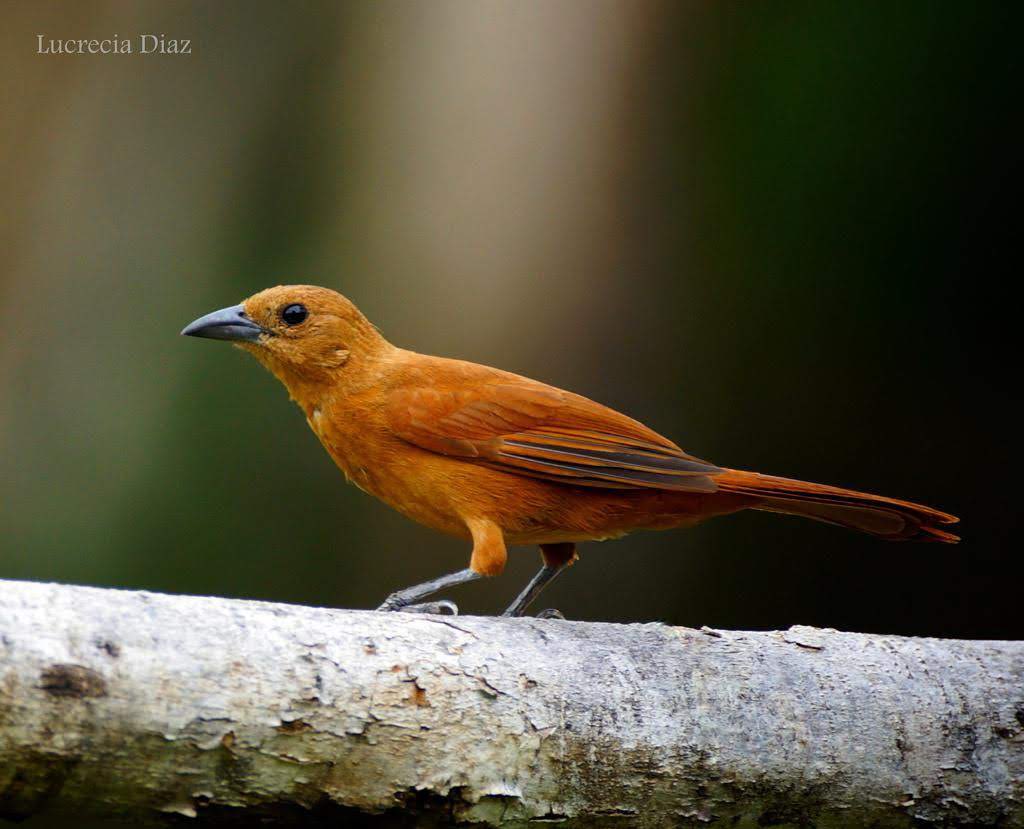 Aves de Carabobo tweet media