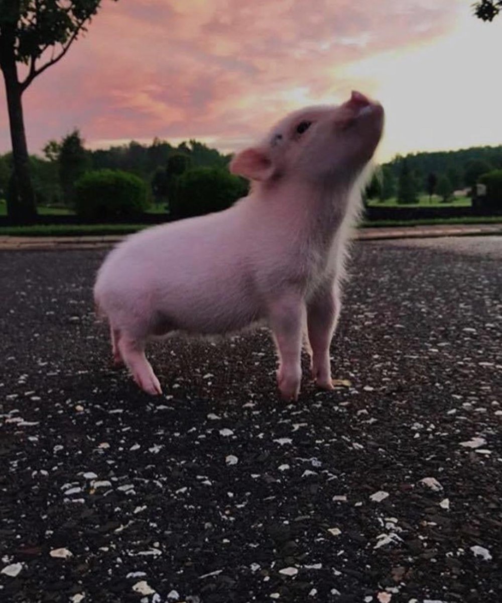 PiggieToken's tweet photo. Passed by a lonely pig today, its gaze lost in the sky, hoping to climb the ladder of success. but remember, even in the darkest moments, hope flickers. One day, that pig will ascend. 🐷 #elonmusk #cryptocurrency #DreamsComeTrue #Shiba #crypto #traders https://t.co/d1fse79gCj
