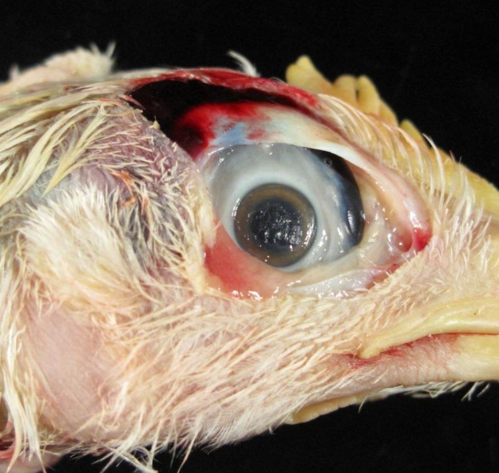 💥Corneal ulcers in ammonia toxicity 🐔

 📍Pullets exposed to high level of   aerosolized ammonia  in wet litter  developed blindness as a result of corneal ulcers.
#poultry #veterinary #vetmed #vets