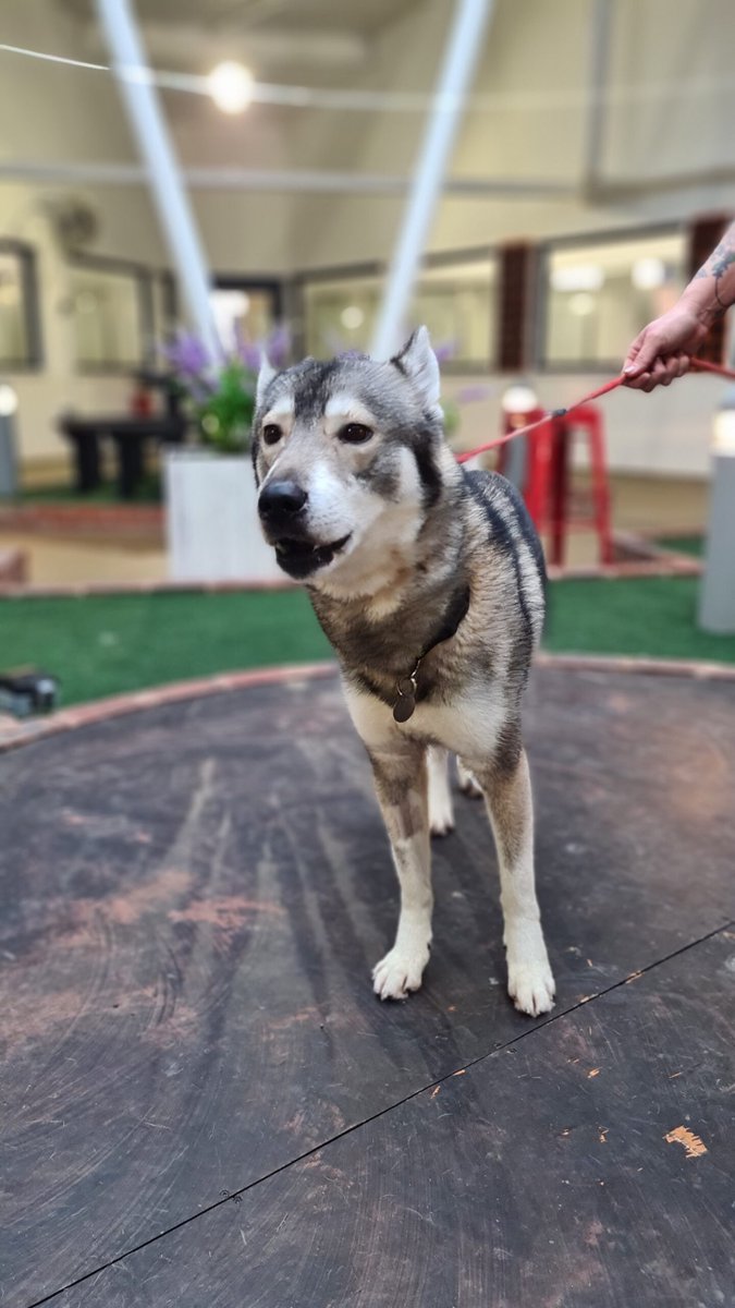 Please retweet to help Shadow find a home #MANCHESTER #UK 🔷FOR ADOPTION, REGISTERED BRITISH CHARITY🔷 Affectionate Husky aged 2. 'Shadow came to us as a stray, on arrival he was really nervous and took his time to gain his confidence and trust the staff. New owners must be…