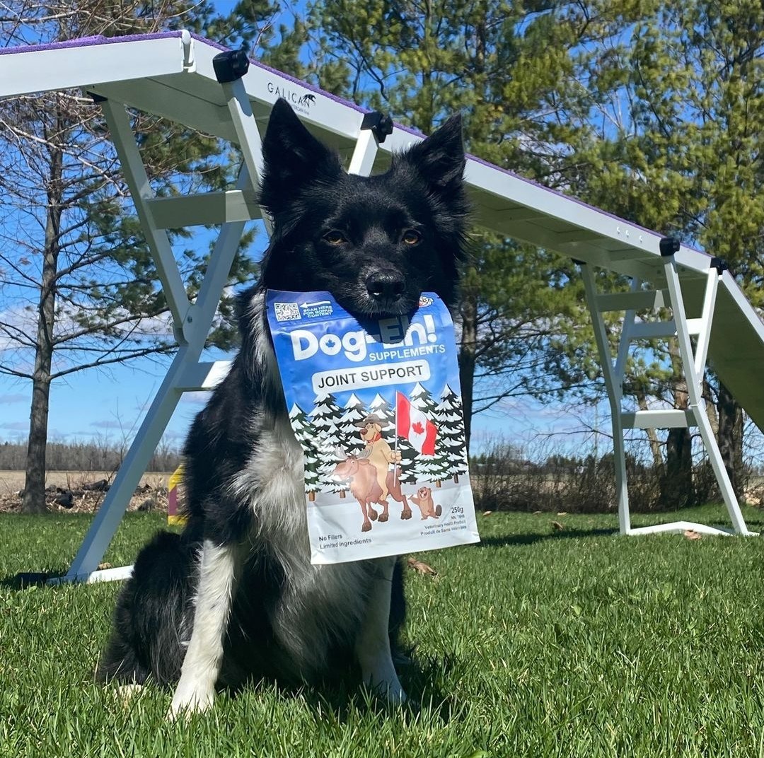 How adorable is Logan?! Shandy & Logan are members of @aacnationalteam competing at IFCS World Agility Championships in France from April 30th to May 5th. Go Shandy, Logan & Team Canada go 🙌🇨🇦🙌 #teamcanada #dogagility #dogagilitycompetition #IFCS2024 #aacnationalteam #dogeh