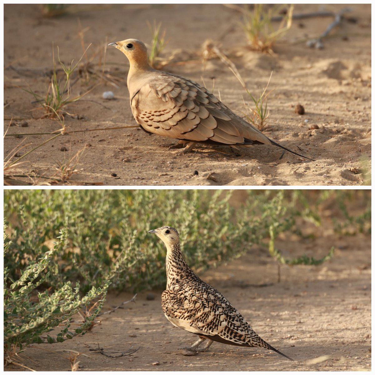 The chestnut-bellied sandgrouse is a bird of barren, semi-deserts & is sexually dimorphic. It feeds on small seeds & is heavily reliant on water, despite living in hot, arid climates and is known to travel up to 80 kms during summer for water. @moefcc @rameshpandeyifs @WWFINDIA