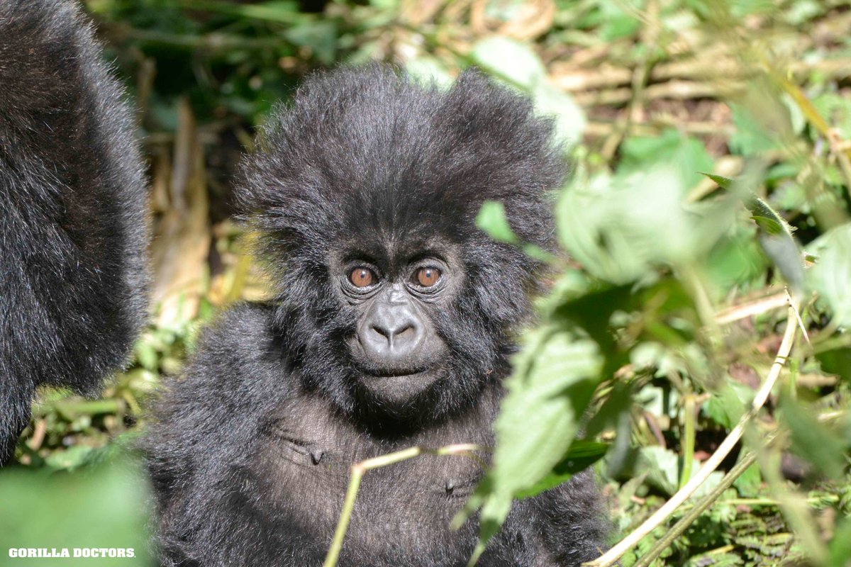 Meet Ikipe, the inspiration behind our latest @FLOATapparel shirt design. Ikipe translates to 'team' so become an honorary member of 'team Gorilla Doctors' with a shirt! This photo is from 2019, today Ikipe is a thriving, 6-year-old juvenile! SHOP NOW: float.org/collections/go…
