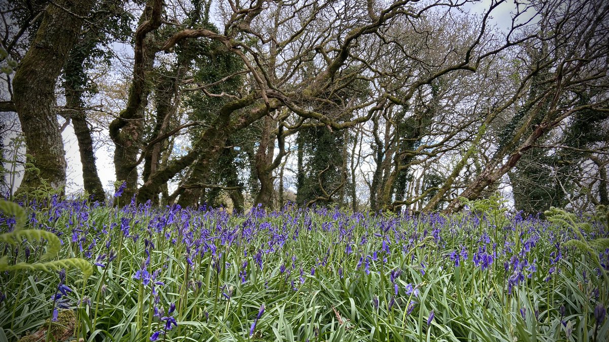 Here they come 💙 #bluebells