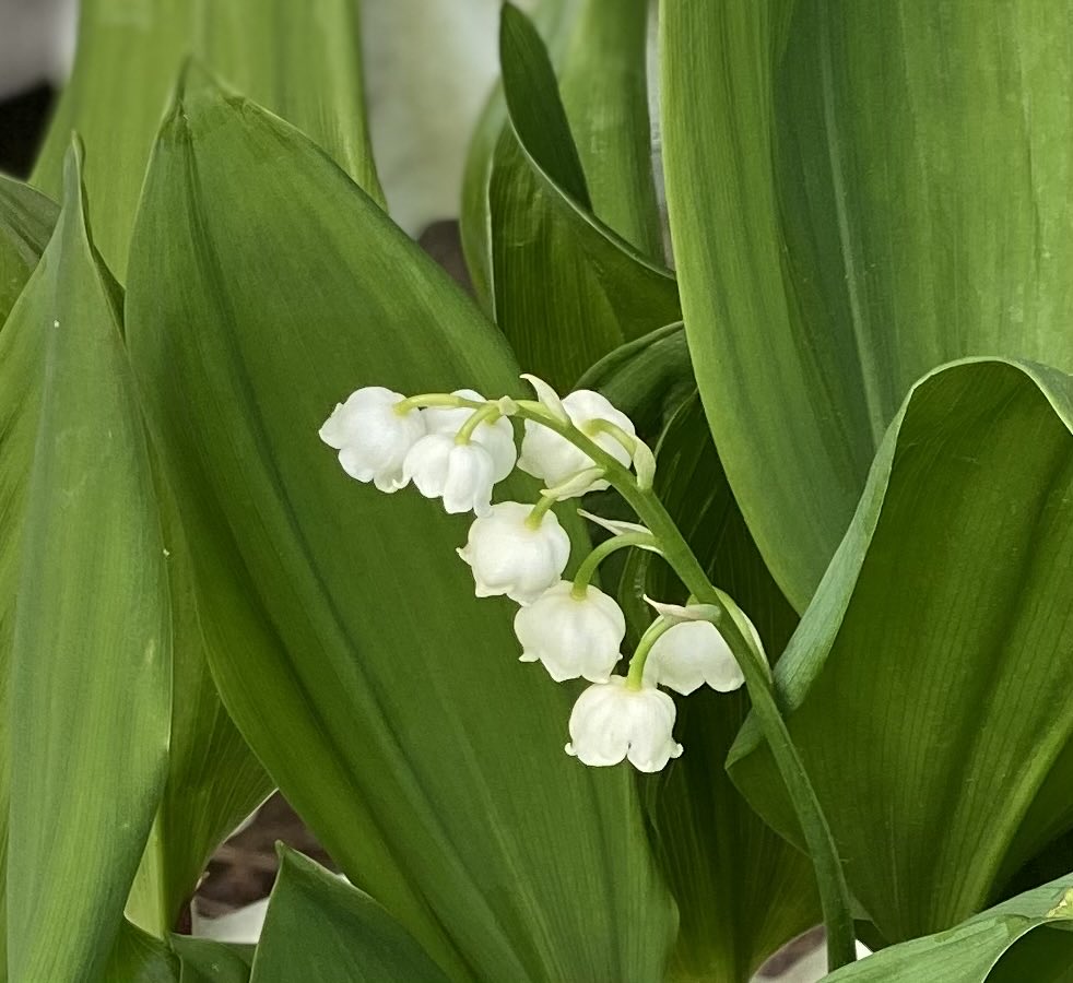 Lily of the Valley has little delicate blooms, and is the birth #flower for May. It’s a rhizome, so that means it spreads. It’s probably best planted in a container. #GardeningX #MasterGardener