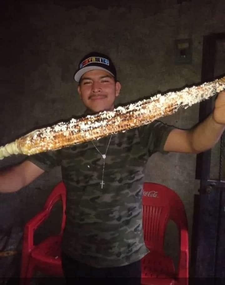 🌽🇲🇽 En Jala, Nayarit, los gigantes de la naturaleza se miden en cm. El elote más grande del mundo creció de 43cm en 2022 a 49cm en 2023. ¿El secreto? Los nutrientes de la ceniza del volcán Ceboruco. ¡La fuerza de la tierra en cada mazorca!