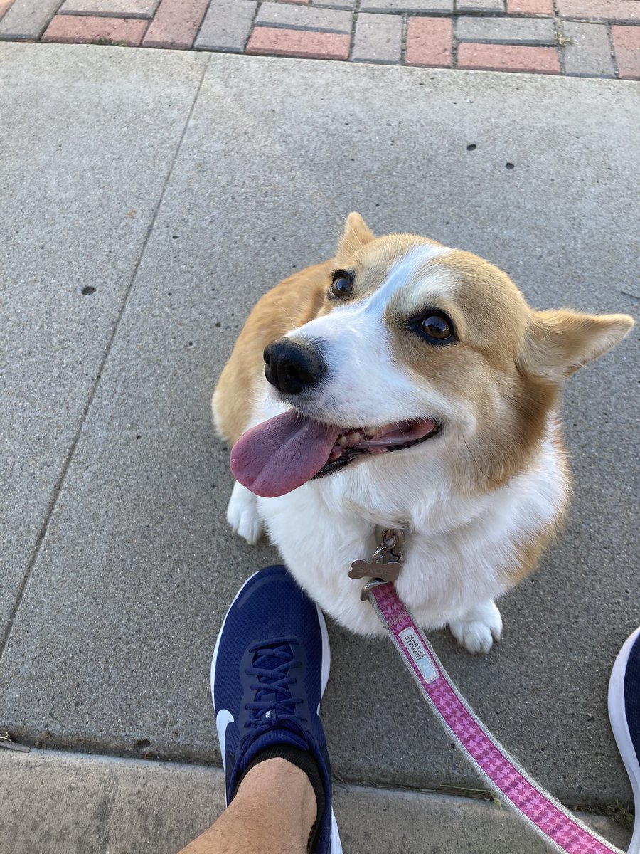 We’re walking our friends’ corgi, Sage, this week and next while they’re out of town, and it’s the best thing to happen to me this year. Such a sweet girl.