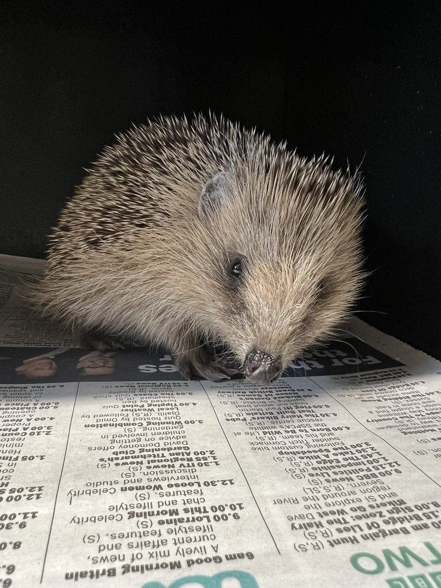 So many new faces over the last few days! This little fellow is Brody, very underweight and has a few scrapes as well as a chest infection. Thankfully he is responding well to treatment so far ❤️‍🩹🦔🐾