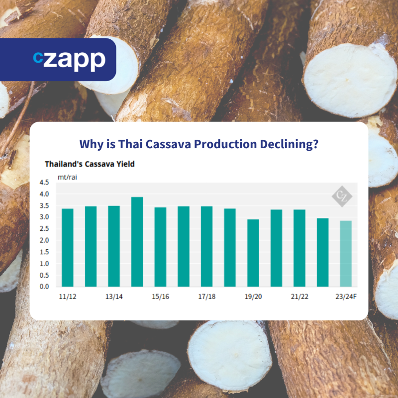 Czapp_portal's tweet photo. Songkran celebrations are putting Thai cassava farmers in a bind. Early harvests to earn #NewYear cash are jeopardizing yields. Add in rising regional competition, and Thailand's cassava sector is facing a perfect storm. #AgricultureNews