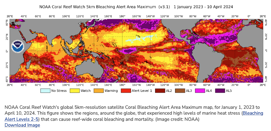 On Monday, @NOAA confirmed 4th global coral bleaching event after 1998, 2010 and 2014-2017 According to the @IPCC_CH if global warming exceeds 1.5C for a sustained period, close to 80% percent of existing reefs will die or be severely diminished noaa.gov/news-release/n… #climate
