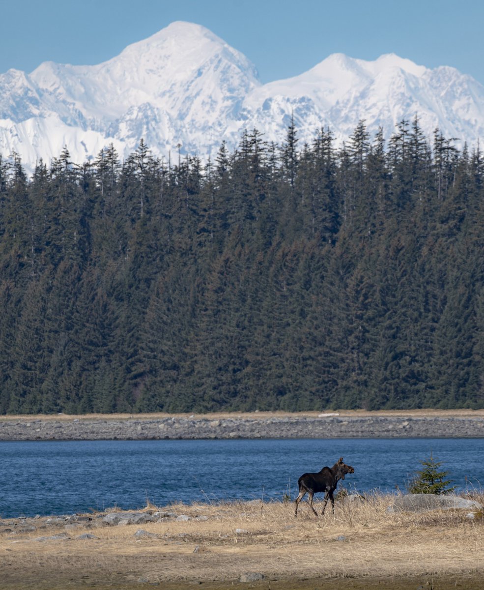 Moose under Mount Fairweather~
A photography tip: Always consider your backdrop, and when you can feature the tallest mountain in Glacier Bay, it's a moost-have photo. #WildlifeWednesday