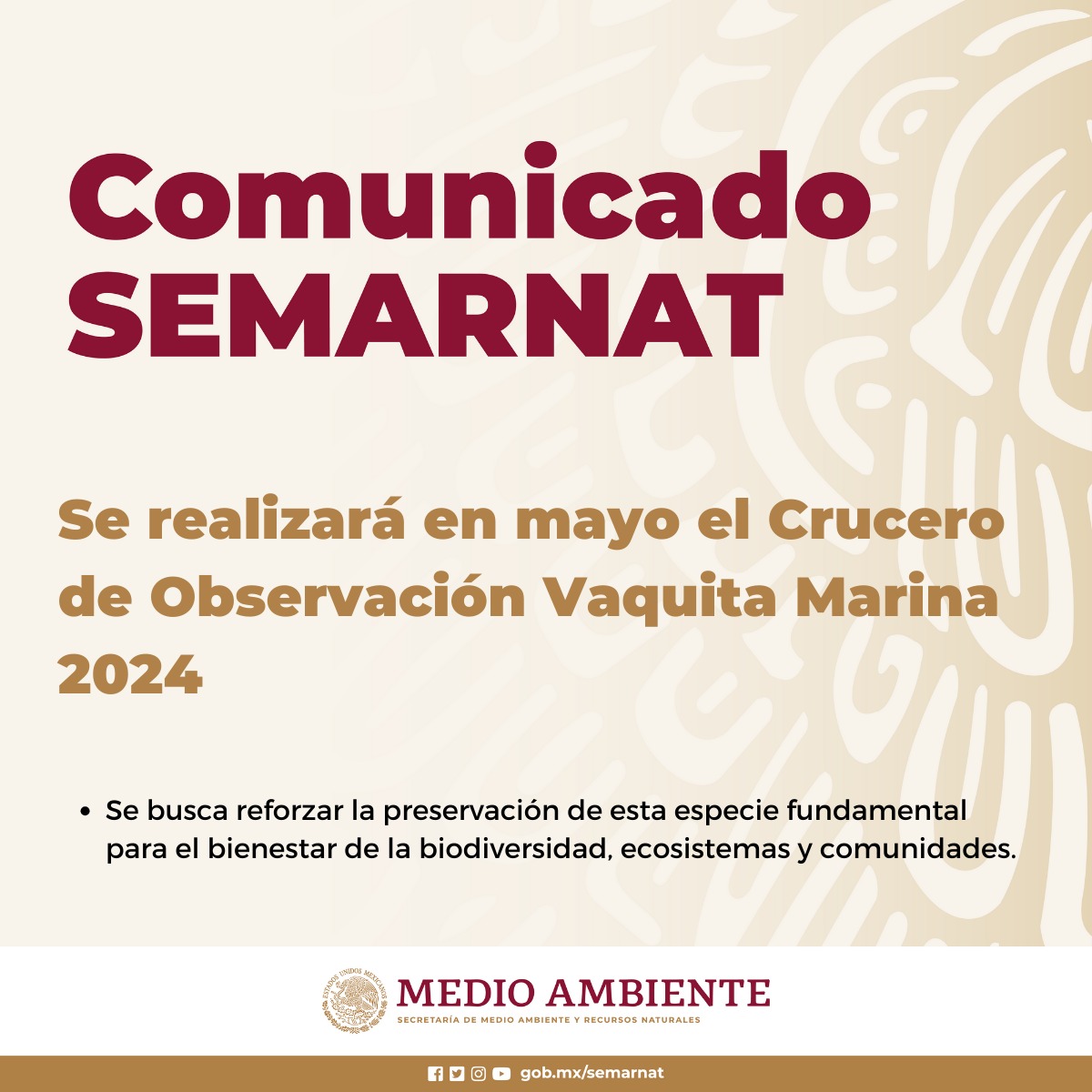 #COMUNICADO | La #Semarnat y la @CONANP_mx, en colaboración con @SeaShepherdSSCS, realizarán el Crucero de Observación Vaquita Marina 2024 en la Reserva de la Biosfera Alto Golfo de California y Delta del Río Colorado del 5 al 26 de mayo. Un esfuerzo conjunto por la conservación…