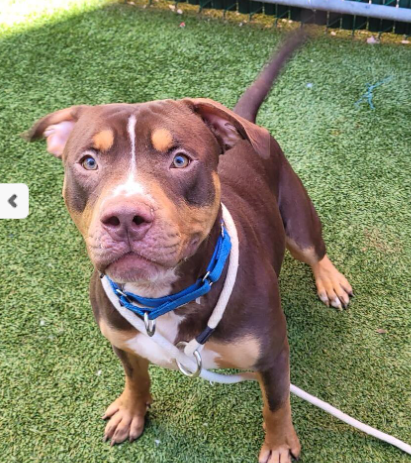 NMBewitched's tweet photo. Princetopher💔
Beauty in motion
Active, outgoing &amp; super friendly🐶
After all he is only 10mos

He bites his leash🙄
Think of it as a cry for help
He needs exercise, more interaction, direction, routine &amp; security

Tomorrow he will get a kill command
#AdoptMe #RescueMe https://t.co/4PY5iwy7BZ