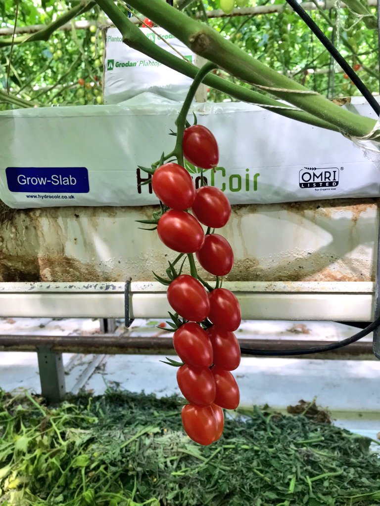 The Fruit Whisperer tweet media