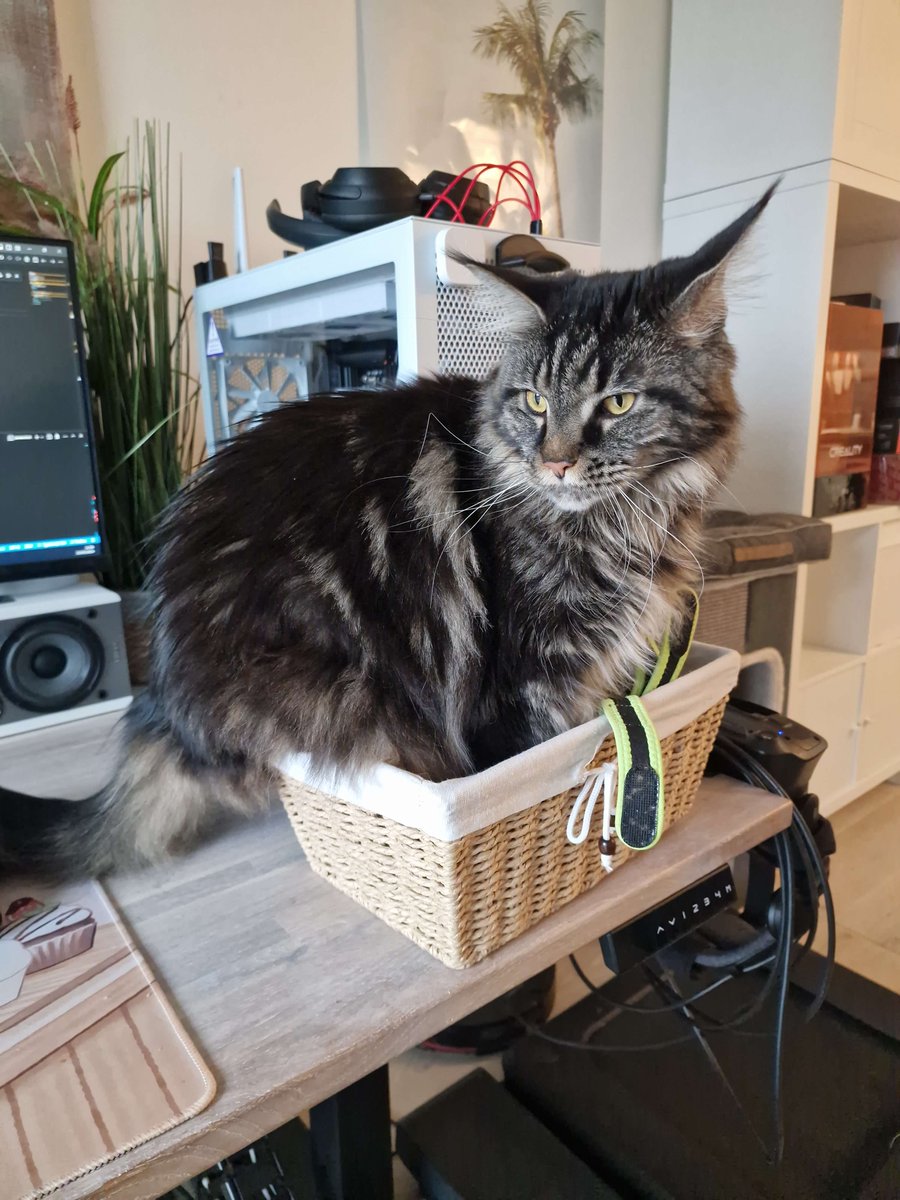 may i present: a cat and her basket