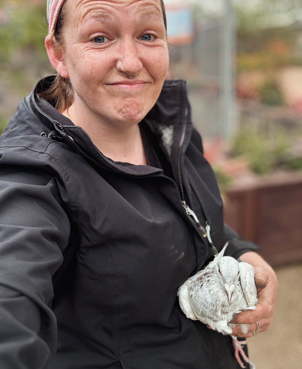 Rescued this poor racing pigeon after he flew into the pylon at work 🐦 #GardeningTwitter #GardeningX