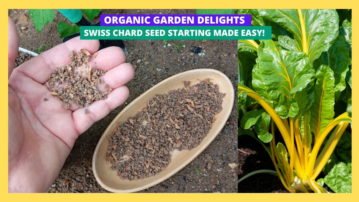 🌿🎥 Step into the world of gardening with our detailed #video guide on sowing Swiss chard seeds directly into your garden!🌱Watch, learn, and sow your way to a flourishing garden full of vibrant Swiss chard! 🌟 youtu.be/an5qlmLrYbo
#gardening #gardeningtips #growingvegetables