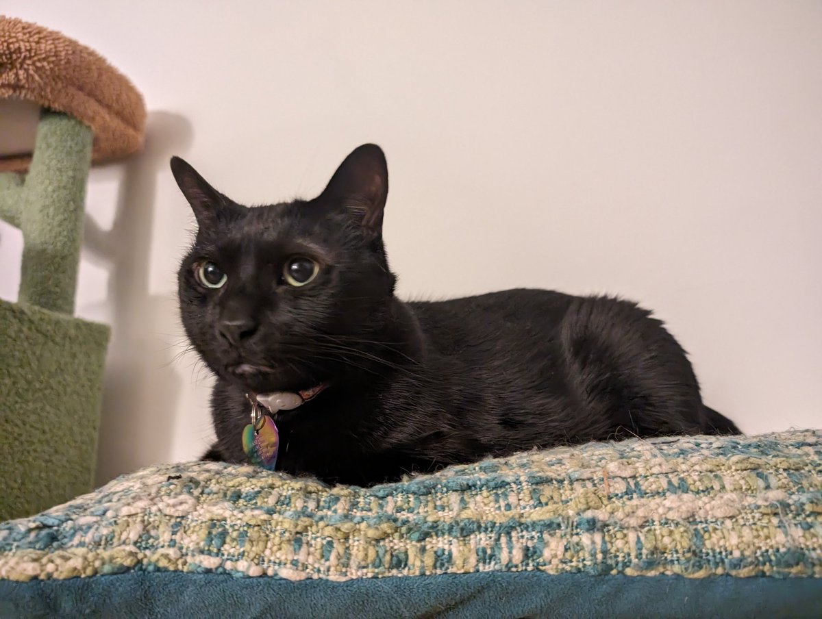 #BLM 🌈 🏳️‍🌈⚔️ tweet media