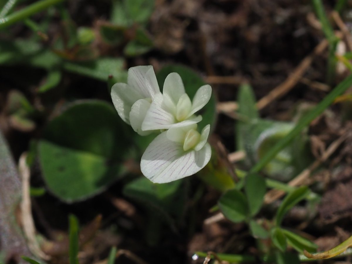 Upright Chickweed Moenchia erecta and Subterranean Clover Trifolium subterraneum. South Hampshire. @BSBIbotany