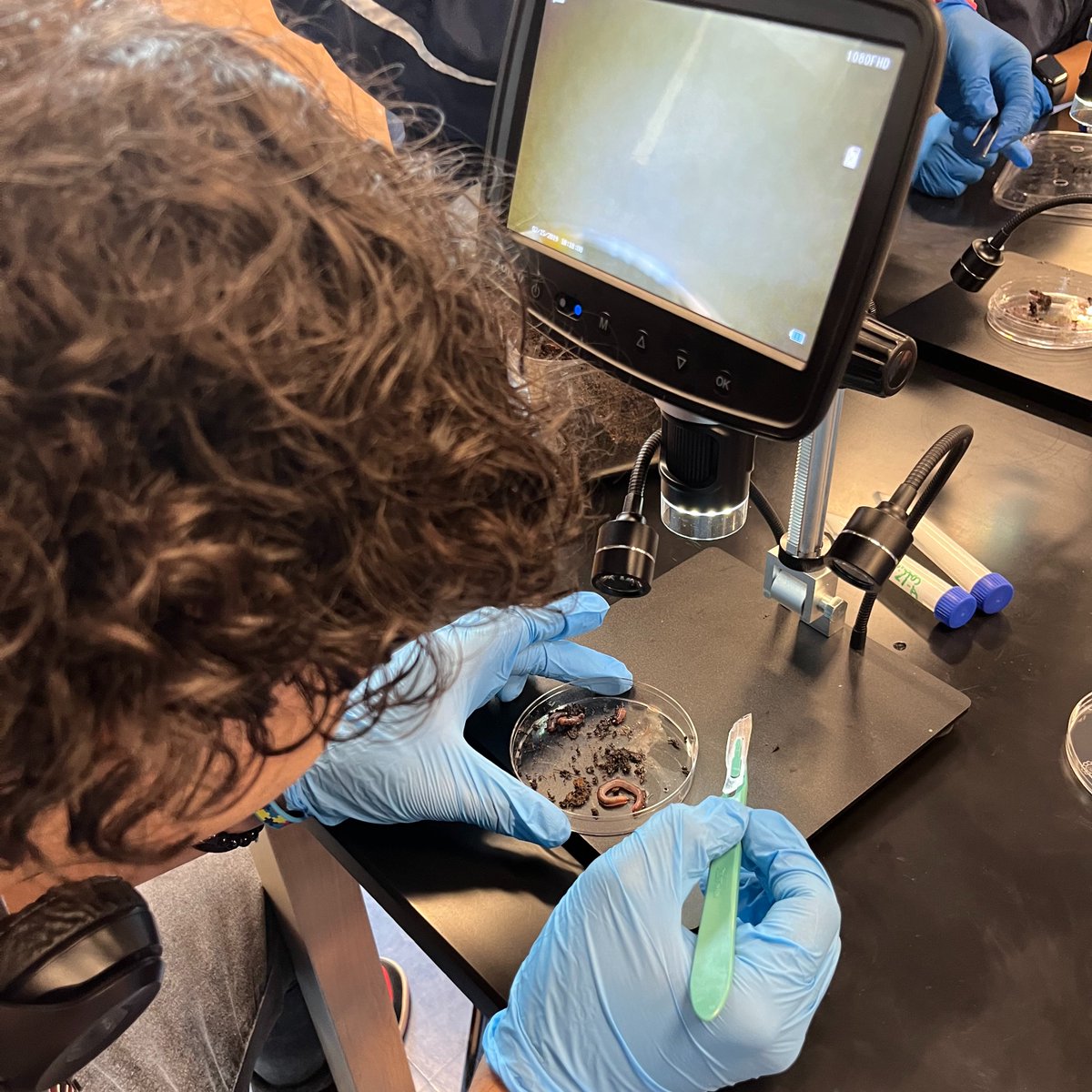 Here we have some drosophila being used to test whether or not CBD has an effect on appetite (1) and a worm dissection to analyze the brains of worms that were exposed to different amount of caffeine (2). 🧑🏾‍🔬🪱🪰🔬