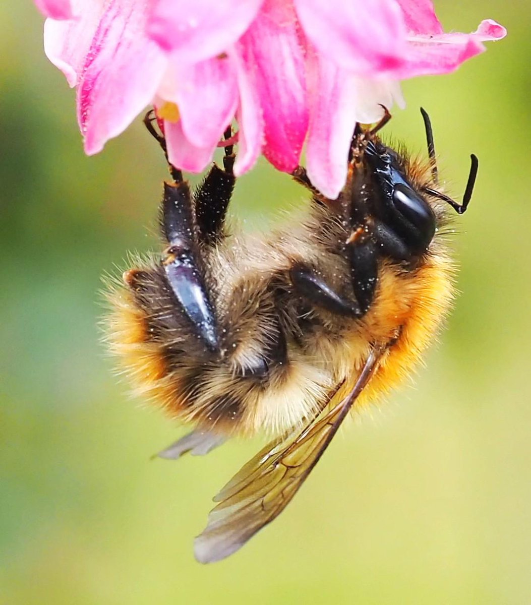 Busy Bee today in the garden.