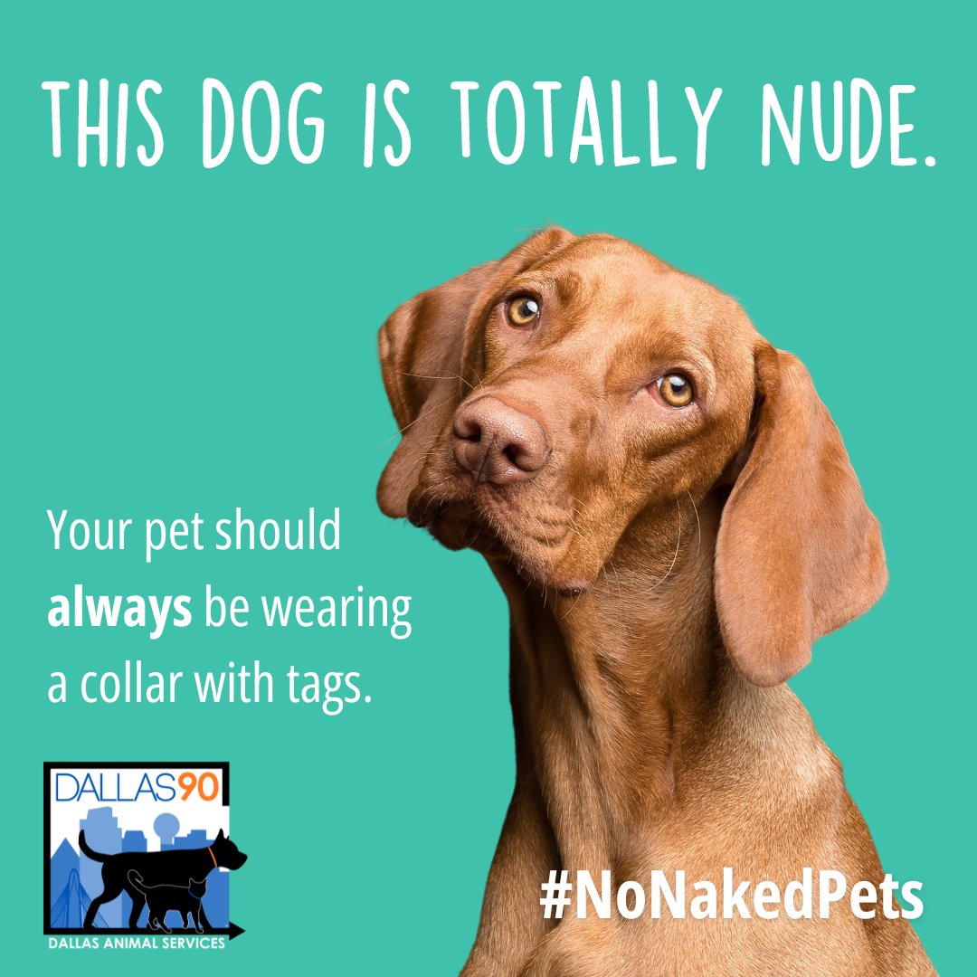 No matter how much you love your pet, accidents happen and pets can go missing. Keep them safe by making sure they are wearing a collar with ID tags at all times - and get them a microchip for just $10 at BeDallas90.org #NoNakedPets