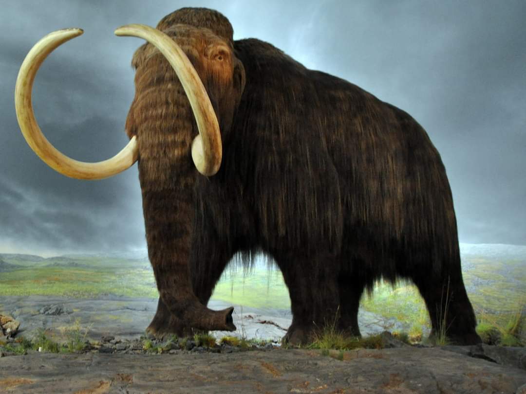 chrissyknightoc's tweet photo. Great to chat again today with Gemma Delaney 😁 #Livewire #WLRFM about Irealnds first Ice age wooly mammoth  discovered in 1859 at Shandon Cave, #Dungarvan &amp; how the tibia of the #mammoth was paraded through the town as the bones of a giant! Download the Wlrfm app to listen back https://t.co/1rpDOGW90O