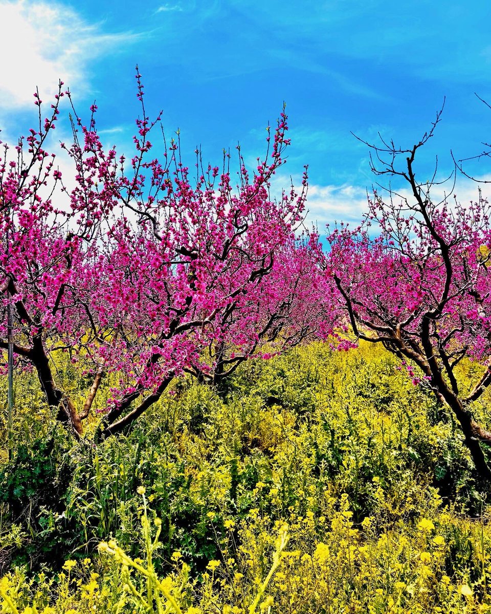 islanderstories's tweet photo. 🌸 #Cyprus in full bloom! 🇨🇾 https://t.co/g2pXtH6uNw