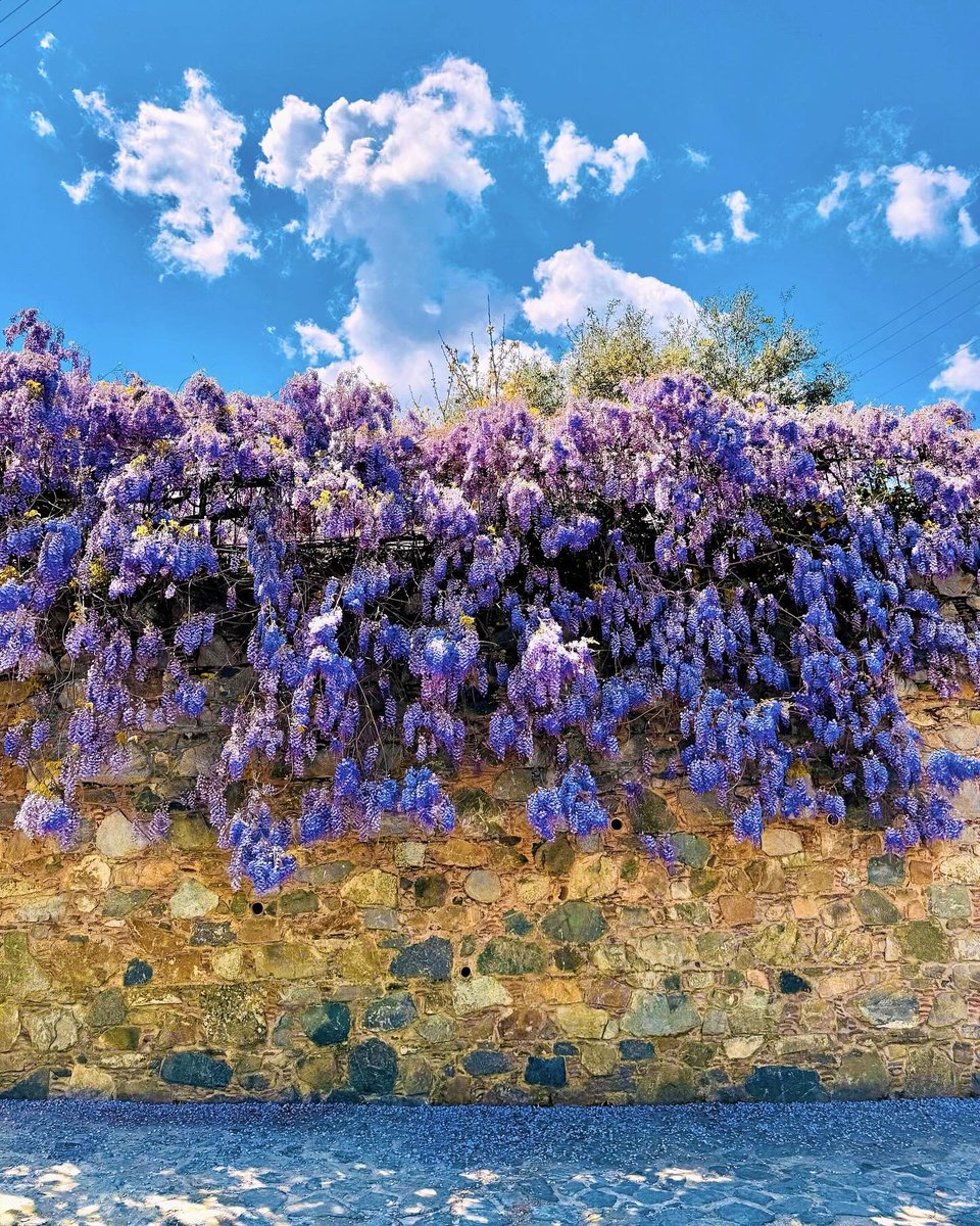 islanderstories's tweet photo. 🌸 #Cyprus in full bloom! 🇨🇾 https://t.co/g2pXtH6uNw