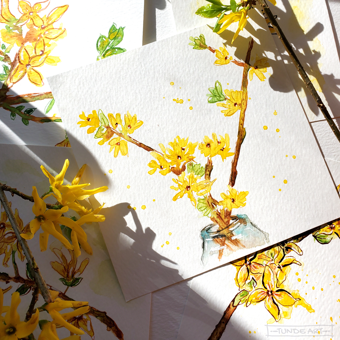 Did you know that forsythias bloom on the previous year's growth? The best time to prune them is immediately after flowering, so around this time of the year. 👩‍🌾✂️🌼

#forsythia #pruning #gardening #watercolour #painting #tundeart #art #sunshine #spring
