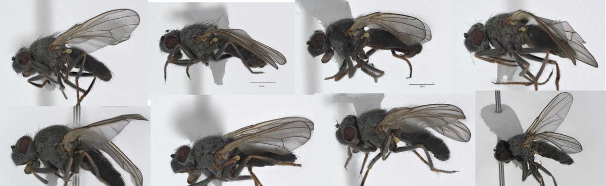 Dra. Kirsten Isabel Verster 🪰🧬🦠 tweet media