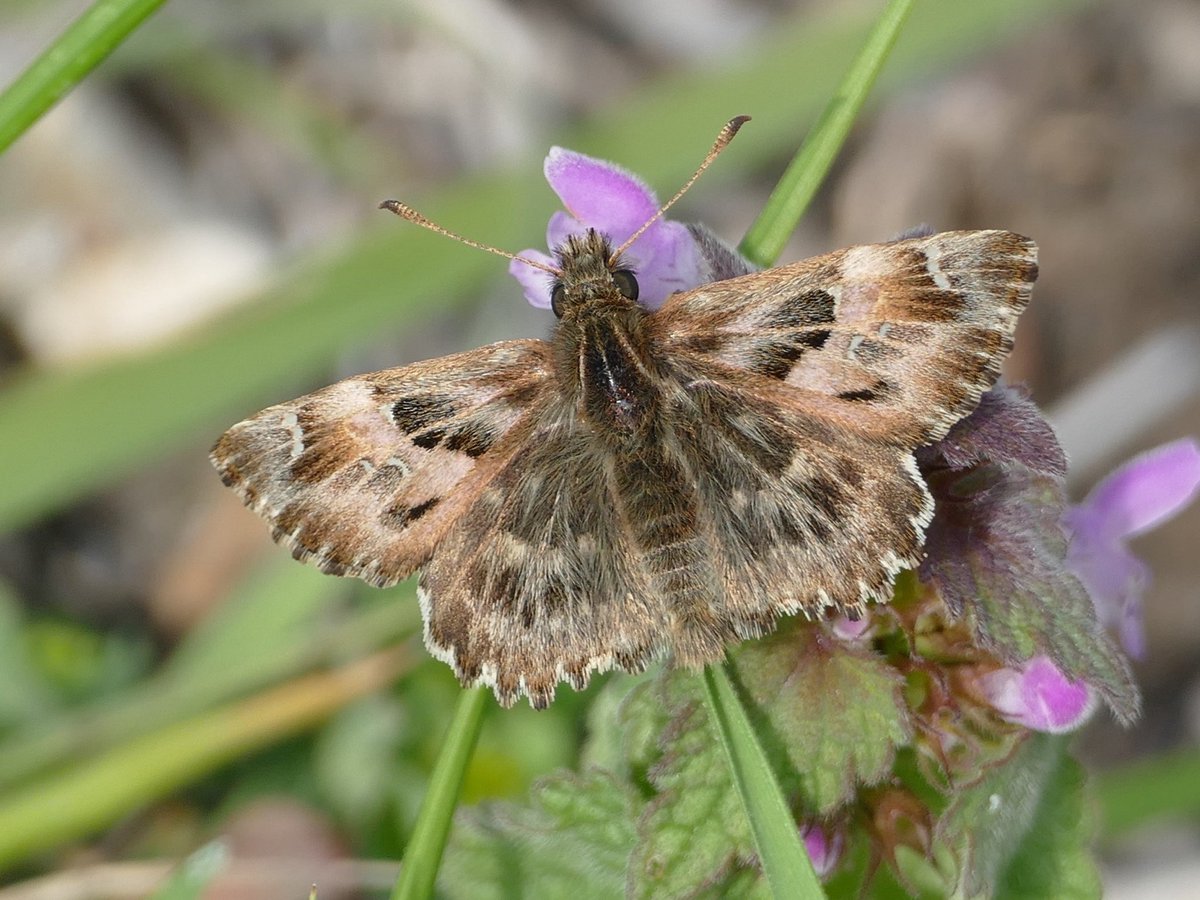 After a busy but positive meeting of ⁦@europebutterfly⁩ we had a brief excursion and saw a Mallow Skipper. Tomorrow some serious survey work for the rare and threatened endemic Euchloe bazae (Spanish Greenish Black-tip)