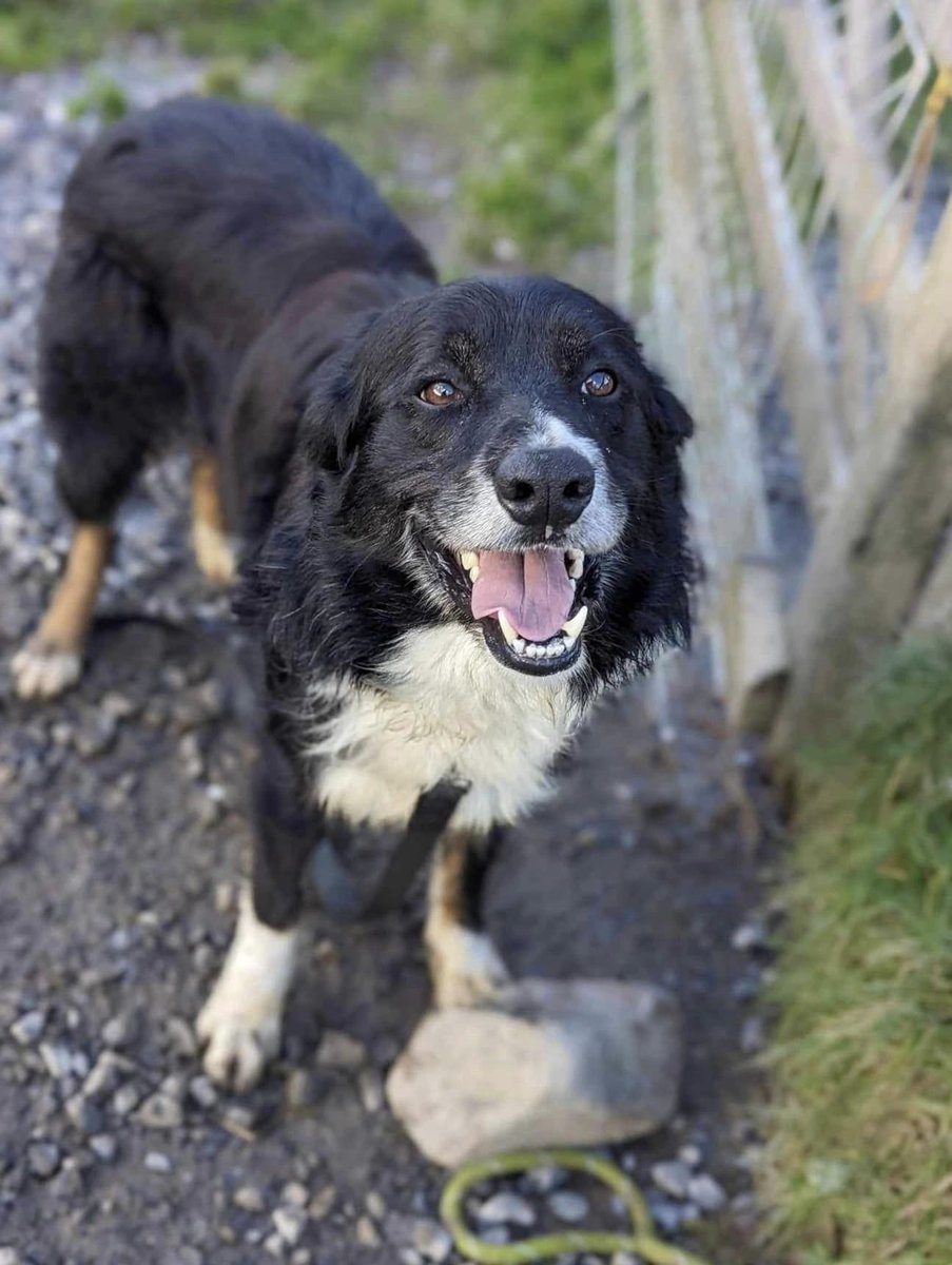 Please retweet to help Ianto find a home #CARMARTHENSHIRE #WALES  
🔷AVAILABLE FOR ADOPTION, REGISTERED, BRITISH CHARITY🔷
Super friendly Collie aged 3, found as a stray.   'Ianto walks well on the lead, enjoys interacting with everyone he meets but he needs to be rehomed as an