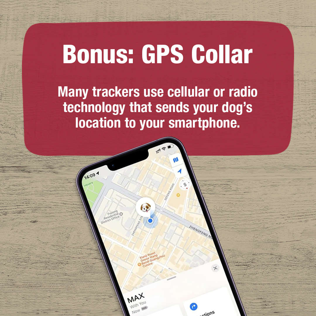Tagging your dog with up-to-date contact info can make a life-saving difference! Discover even more about microchips. 

rb.gy/jcow3x

#NationalPetIDWeek #CadetPet #dogsafety #dogsafetytips